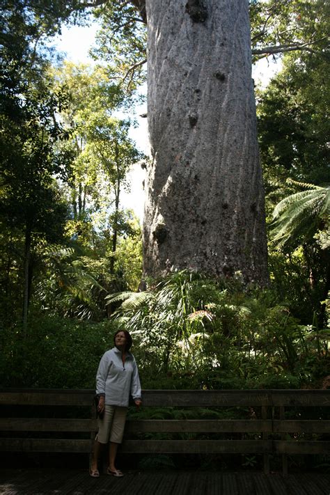 Tane Mahuta Giant Kauri Tree North Island Newzealand Kauri Tree