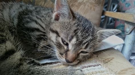 Sleeping Small Gray Brindle Kitten Stock Image Image Of Wildlife