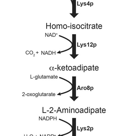 The S Cerevisiae Lysine Biosynthesis Pathway Via Download Scientific Diagram