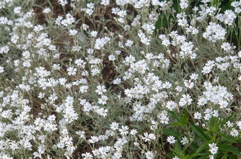 How to Grow and Care for Snow-In-Summer Plants