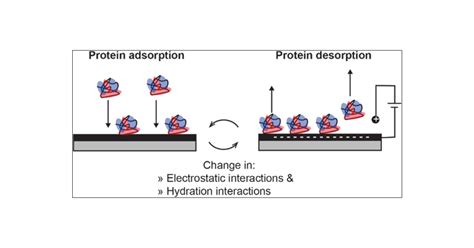 Electrode Surface Potential Driven Protein Adsorption And Desorption Through Modulation Of