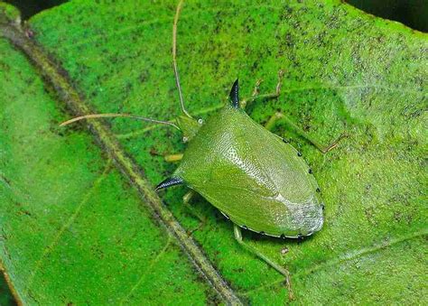 Common Fruit Tree Pests And Diseases Plantnet® Australia