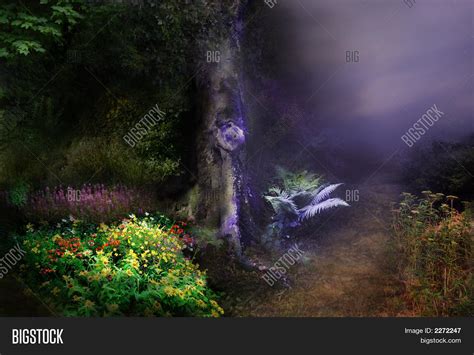 Fairy Forest Night Image & Photo (Free Trial) | Bigstock