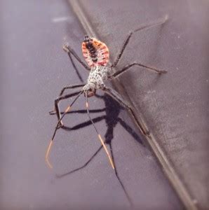 Wheel Bug Nymph - What's That Bug?