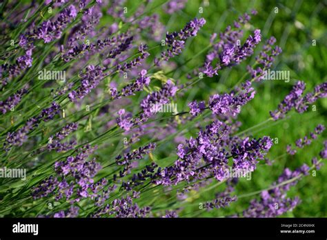 english lavender evergreen shrub with bright purple flowers in the ...