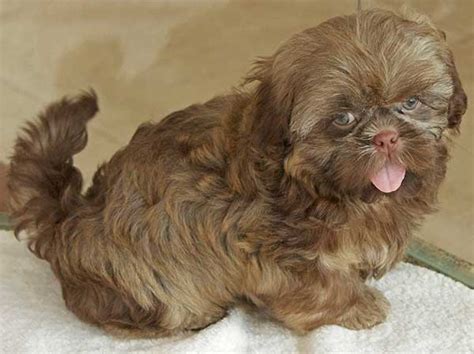 Chocolate Shih Tzu Puppy Heavenly Puppies