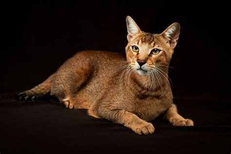 Domestic Cats That Look Like Tigers