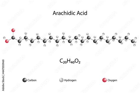 Molecular formula of arachidic acid. Chemical structure of arachidic ...