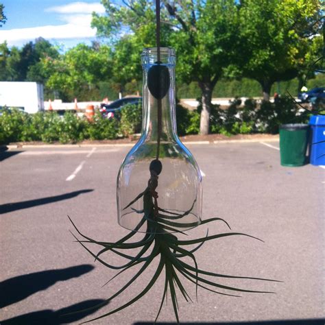 Upside Down Wine Bottle Air Plant Terrarium