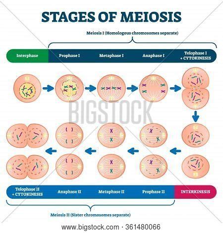 Stages Meiosis Vector Vector & Photo (Free Trial) | Bigstock