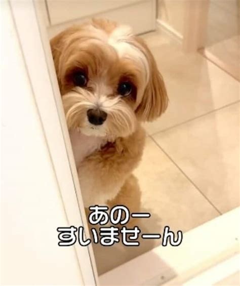 「おもちゃ投げてくだしゃい」お風呂中の飼い主をおもちゃ持参で待つワンちゃんがかわいい！いつものことなのか聞いてみた｜fnnプライムオンライン