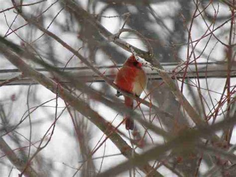 Woman Spots A Rare Half Female Half Male Cardinal In Her Yard The Dodo