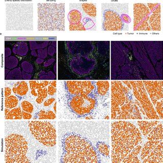 SpaSim simulator of spatial data from tissues a Steps in simulation ...