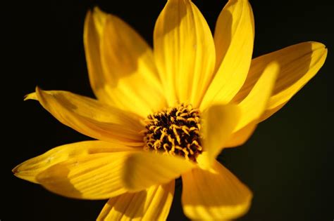 Engelmannia Peristenia Engelmann S Daisy City Of Fort Collins