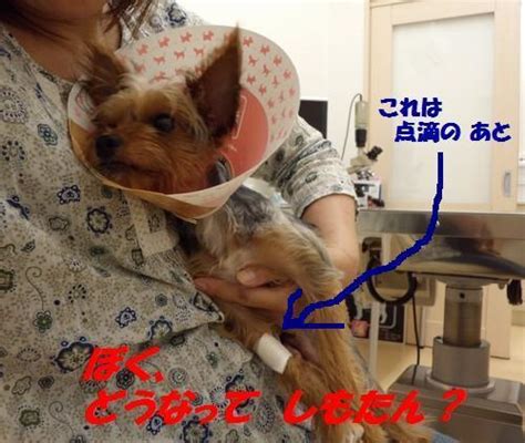 犬の風邪！？の原因、症状、治療、予防法 ペットブギウギウキウキ！ワンlife