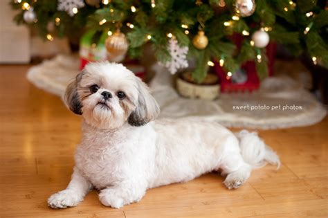 🔥 [40+] Shih Tzu Christmas Wallpapers | WallpaperSafari