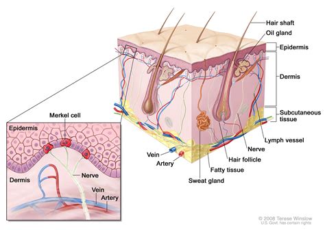 Merkel Cell Carcinoma | UCSF Department of Surgery