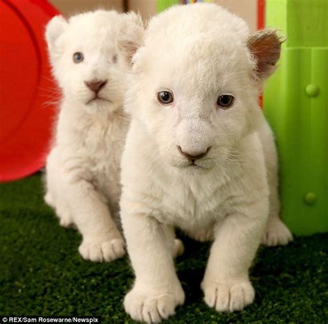 Cute White Lion Cubs With Blue Eyes