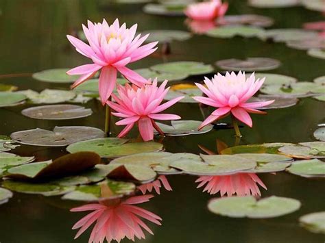 How To Grow Water Lilies From Seeds