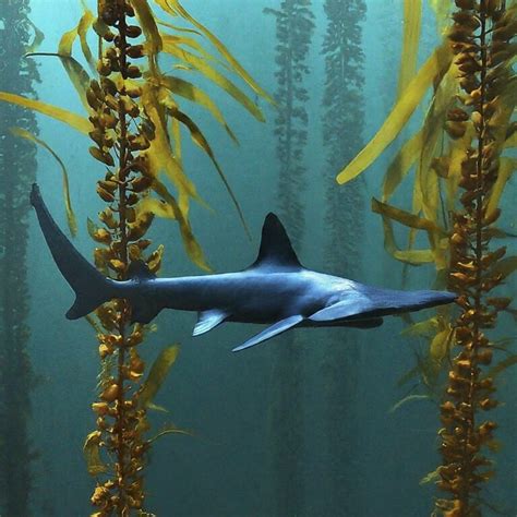 9 Types Of Hammerhead Shark Species: Exploring the Diversity - Shark Truth