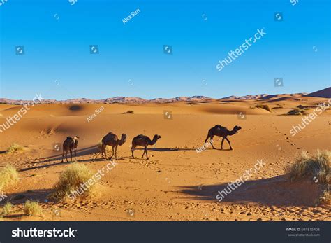 Caravan Going Through Sand Dunes Sahara Stock Photo 691815403 ...