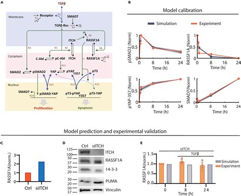 Integrative Modeling And Analysis Of Signaling Crosstalk Reveal