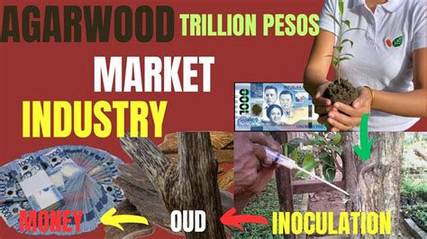 Agarwood Inoculation How To Use Modern Inducement Techniques I New