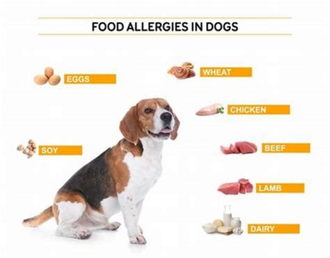 Can dry food cause allergies in dogs | Dog Disease Information