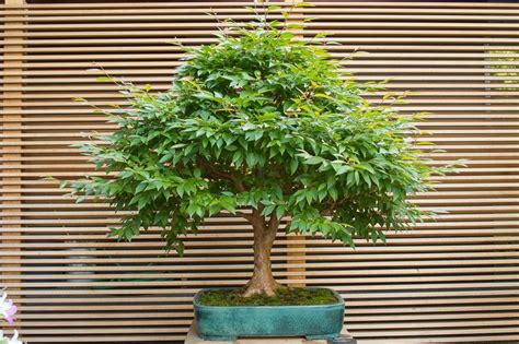 New Bonsai Display At The Portland Japanese Garden Bonsai Tonight