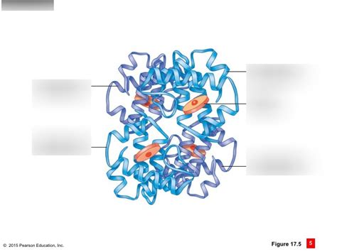 Exam Quiz Hemoglobin Structure Diagram Quizlet