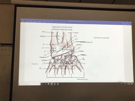 Posterior Wrist Ligaments Diagram Quizlet