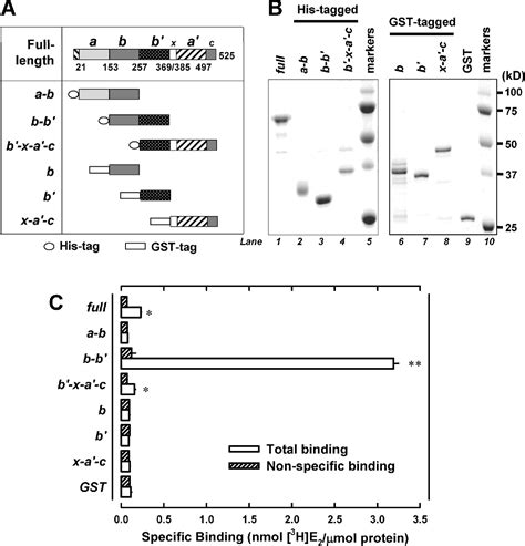 Figure 1 From Characterization Of The Estradiol Binding Site Structure