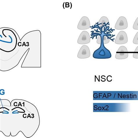 Adult Hippocampus Neurogenesis A Illustration Of The Download