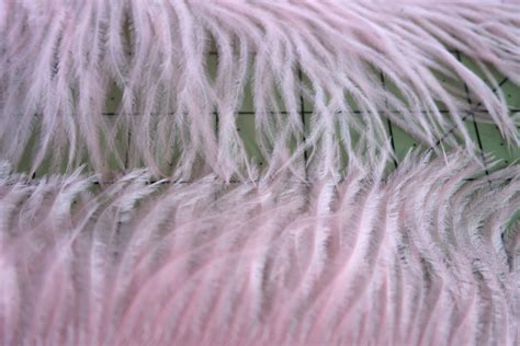 How To Choose Ostrich Feathers Out Of A Portrait