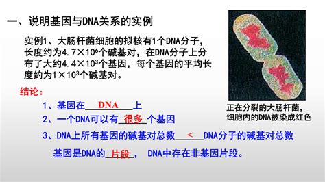 34 基因通常是有遗传效应的dna片段（教学课件） 高中生物人教版 （2019）必修2正确云资源