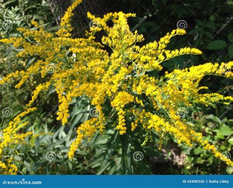 Yellow Goldenrod Flower Solidago Canadensis Growing On The Territory Of