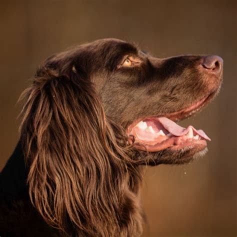 German Longhaired Pointer Vs Black Norwegian Elkhound Breed Comparison