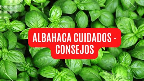 PLANTA ALBAHACA CONSEJOS CUIDADOS Y DE LAS MEJORES REPELENTES