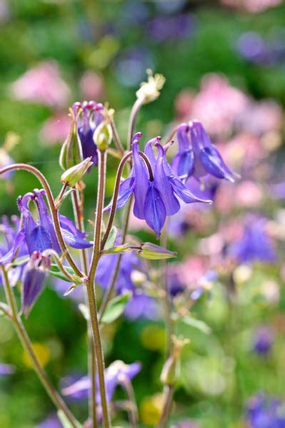 Aquilegia Vulgaris Columbine