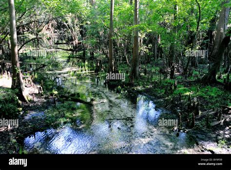 Cypress Trees At The Fanning Springs Park In Central Florida Grow Well