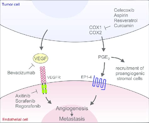 A Model Highlighting The Independent Nature Of The Vegfvegfr And