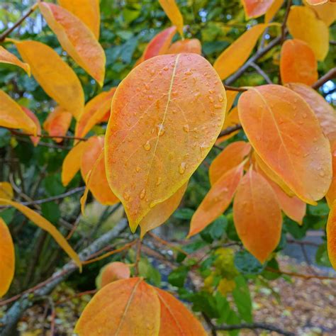 Persimmon Tree Care & Growing Guide | Plantly