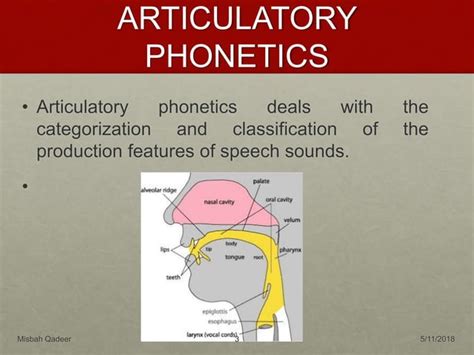 Articulatory Phonetics Ppt