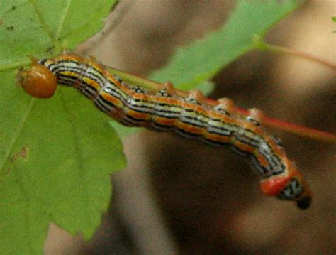 The Öko Box Orange Black And White Clown Face Caterpillar