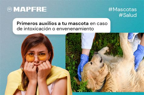 Primeros auxilios a tu mascota en caso de intoxicación o envenenamiento