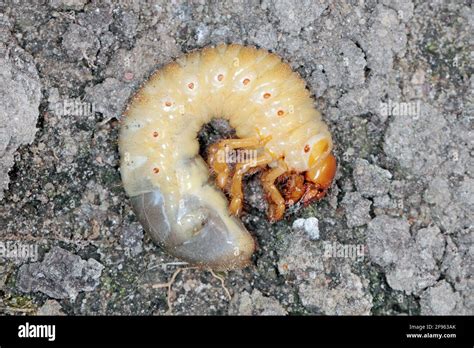 Chafer Beetle Larvae Hi Res Stock Photography And Images Alamy