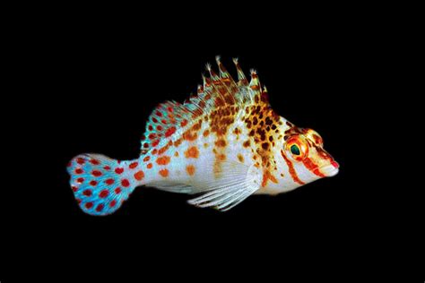 Hawkfish — Reef Lounge Fish