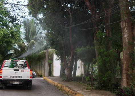 Intensifican En Puerto Morelos Las Fumigaciones Para Combatir La