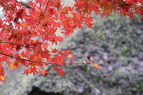 大興善寺 観光地 【公式】佐賀県観光サイト あそぼーさが