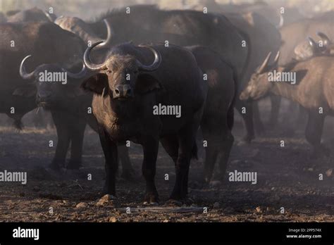 African Buffalo Syncerus Caffer Group Meru National Park Kenya